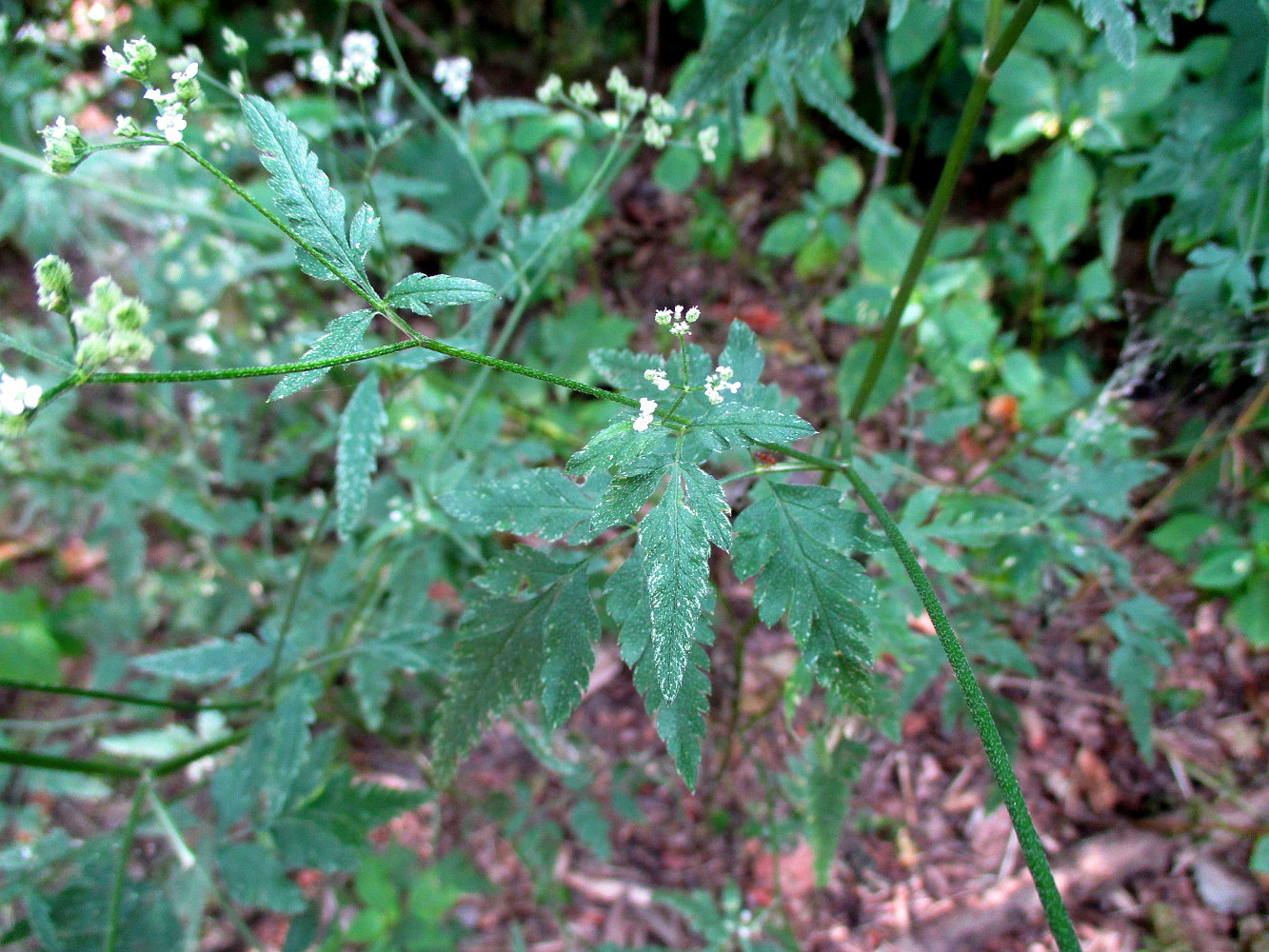 Image of Torilis japonica specimen.