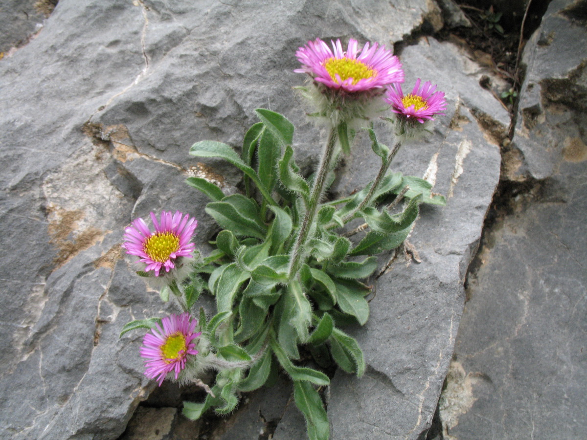 Image of Erigeron lachnocephalus specimen.