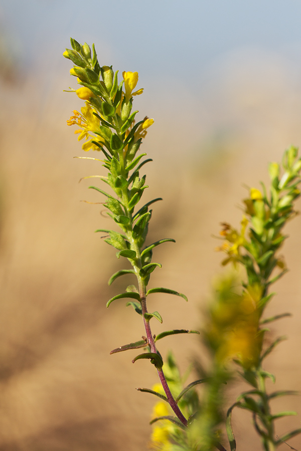 Image of Orthanthella lutea specimen.