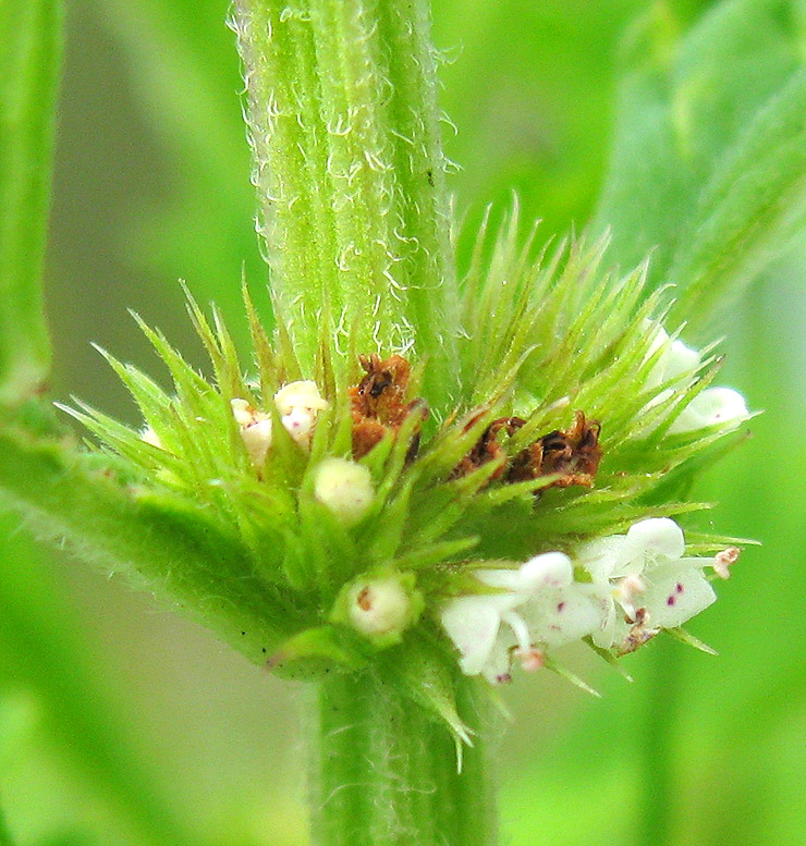 Image of Lycopus exaltatus specimen.