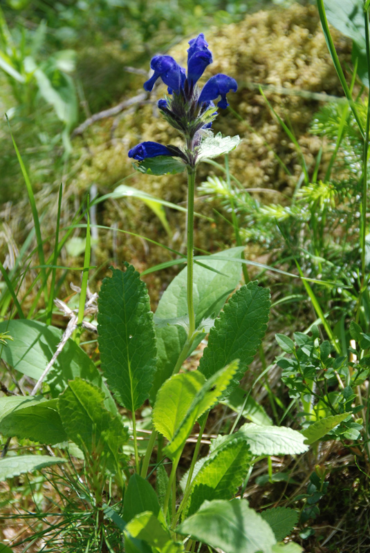 Изображение особи Dracocephalum grandiflorum.