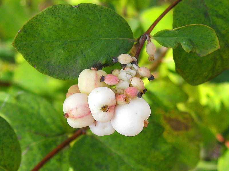 Image of Symphoricarpos albus var. laevigatus specimen.