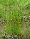 Juncus filiformis. Плодоносящее растение. Архангельская обл., Холмогорский р-н, окр. пос. Усть-Пинега, лесная дорога на вырубке. 10.07.2014.