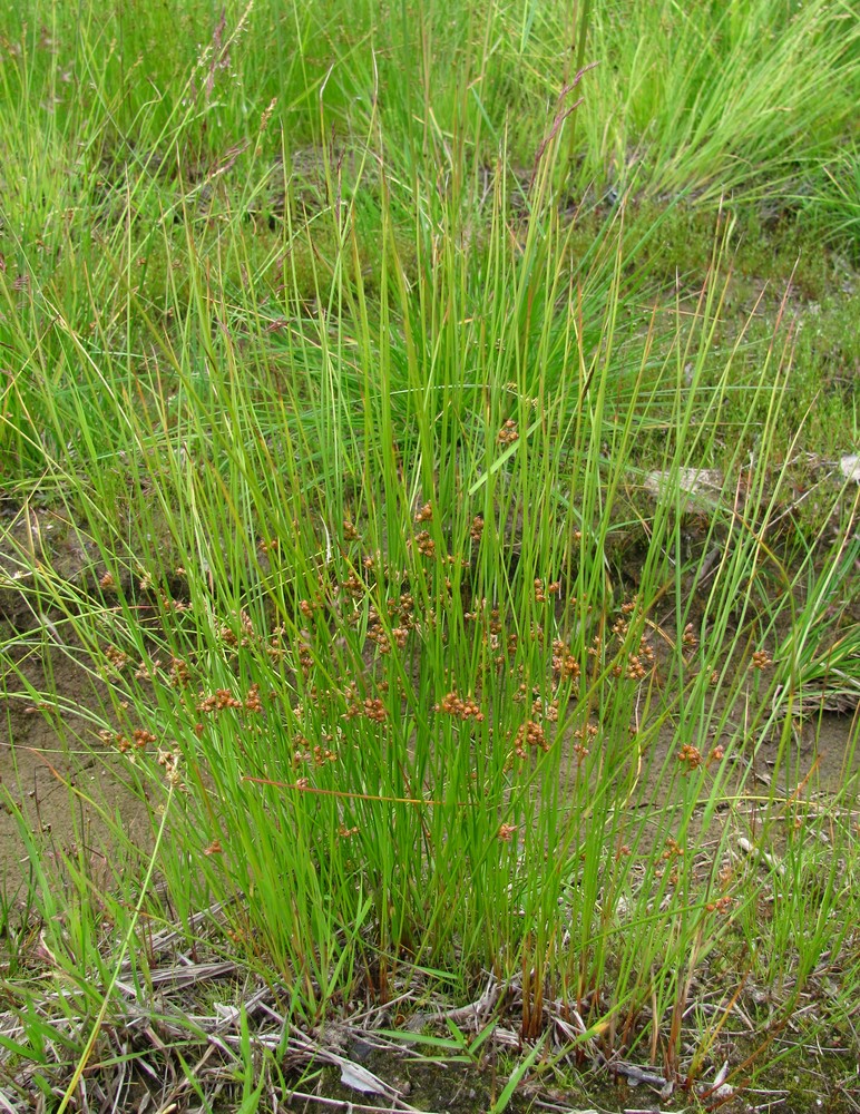 Изображение особи Juncus filiformis.