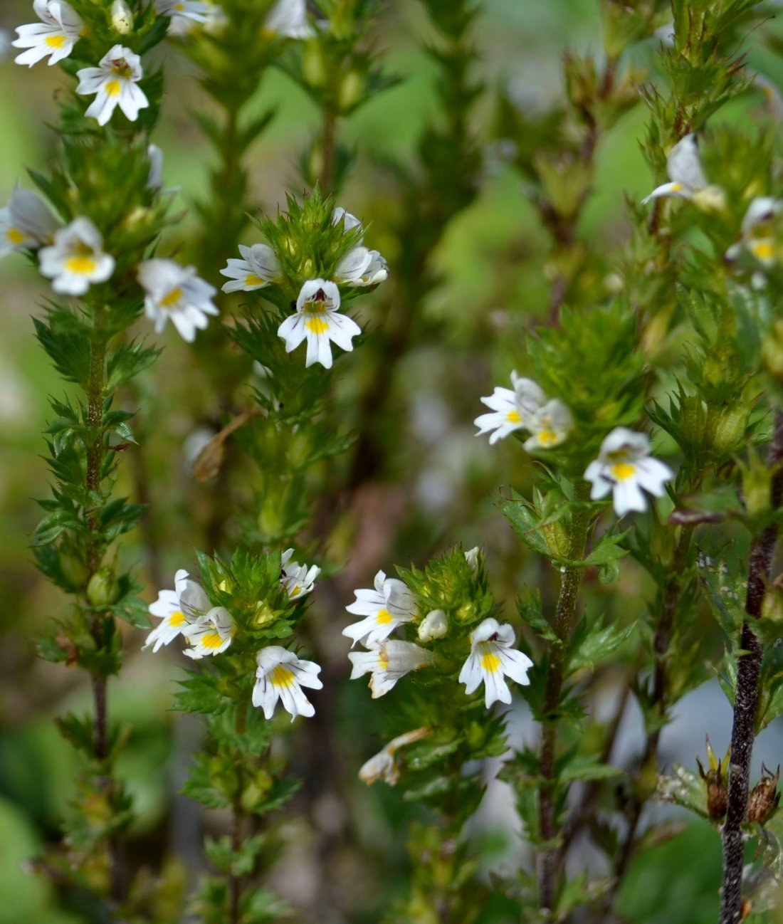 Изображение особи род Euphrasia.