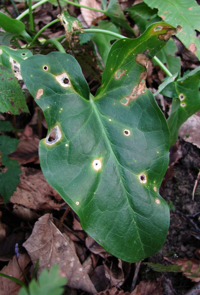 Image of Arum italicum ssp. albispathum specimen.