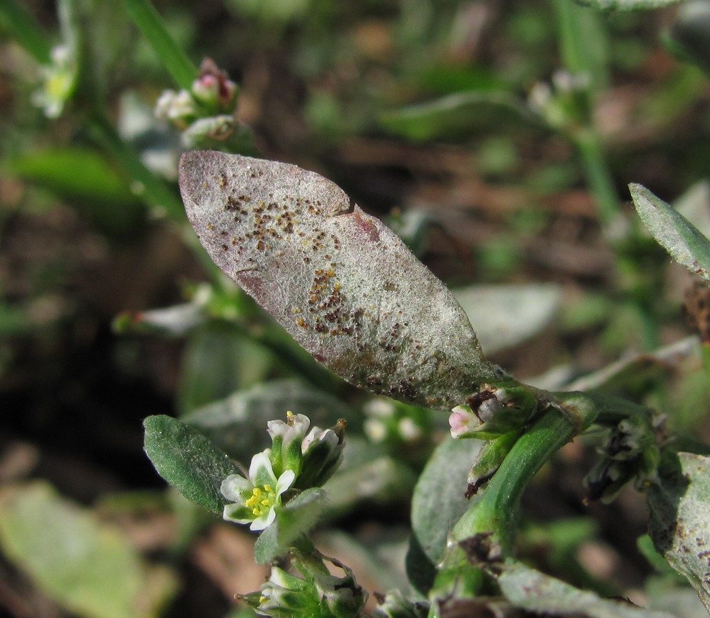 Image of Polygonum aviculare specimen.