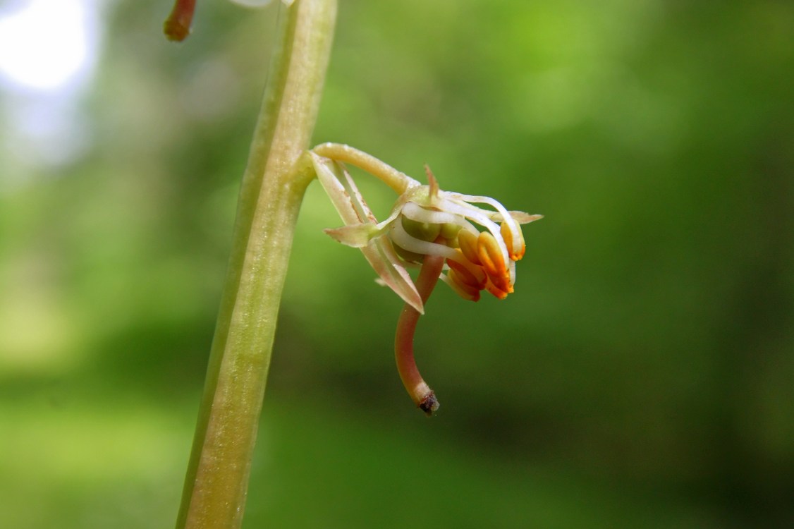 Изображение особи Pyrola rotundifolia.