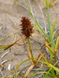 Carex macrocephala. Соплодие и листья. Приморье, Сихотэ-Алинский заповедник, бухта Голубичная, песчаный пляж. 24.08.2015.