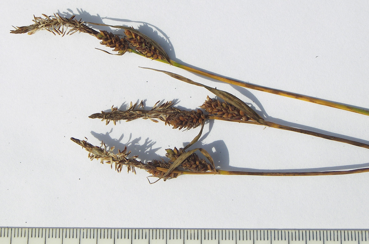 Image of Carex caryophyllea specimen.