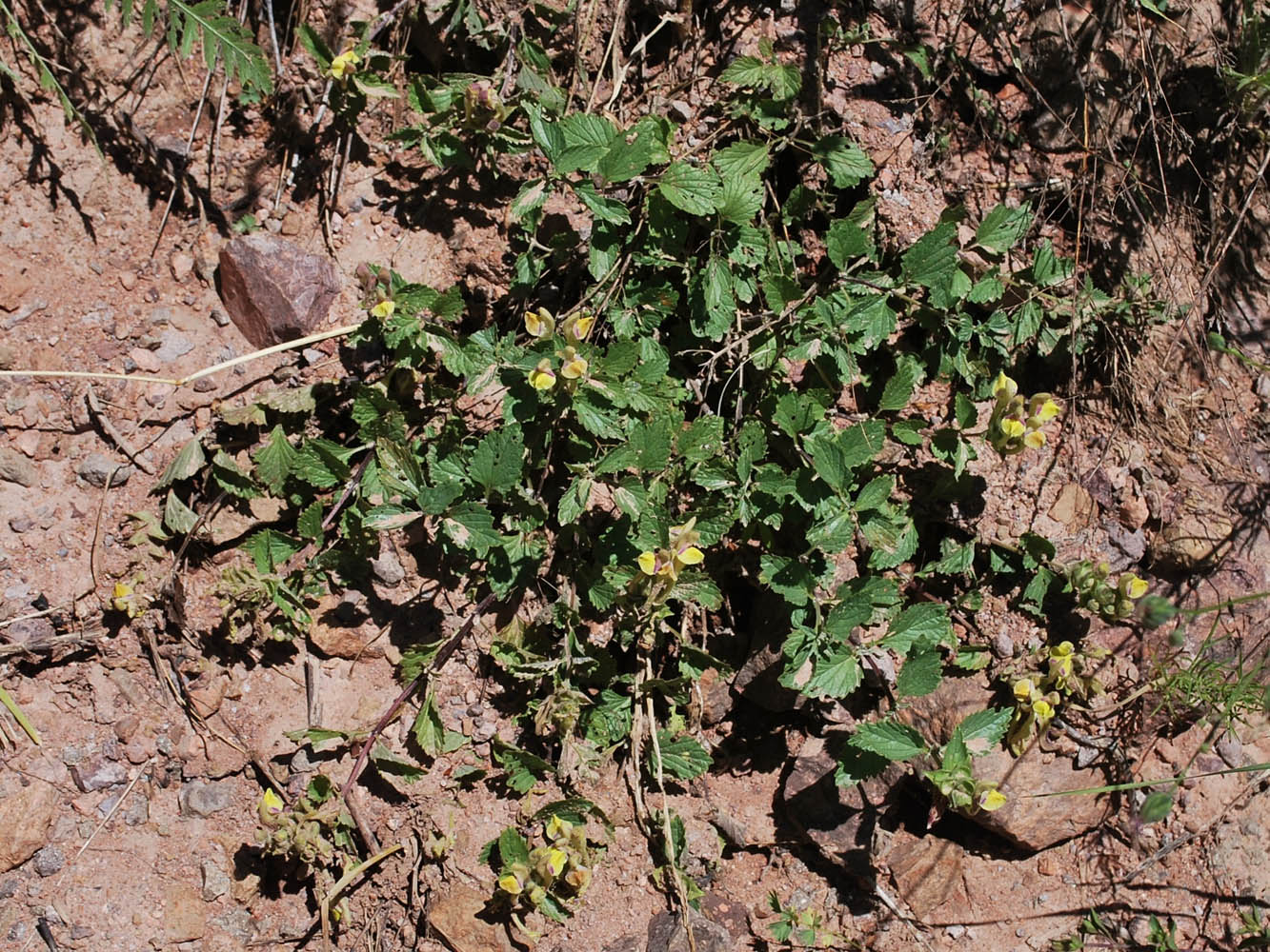 Image of Scutellaria adenostegia specimen.