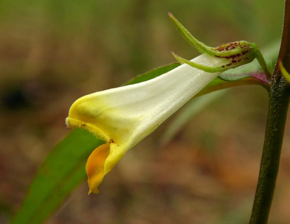 Image of Melampyrum pratense specimen.