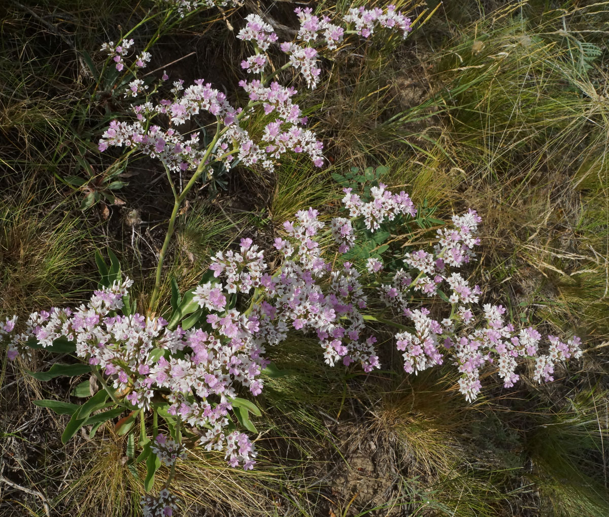 Image of Goniolimon dschungaricum specimen.