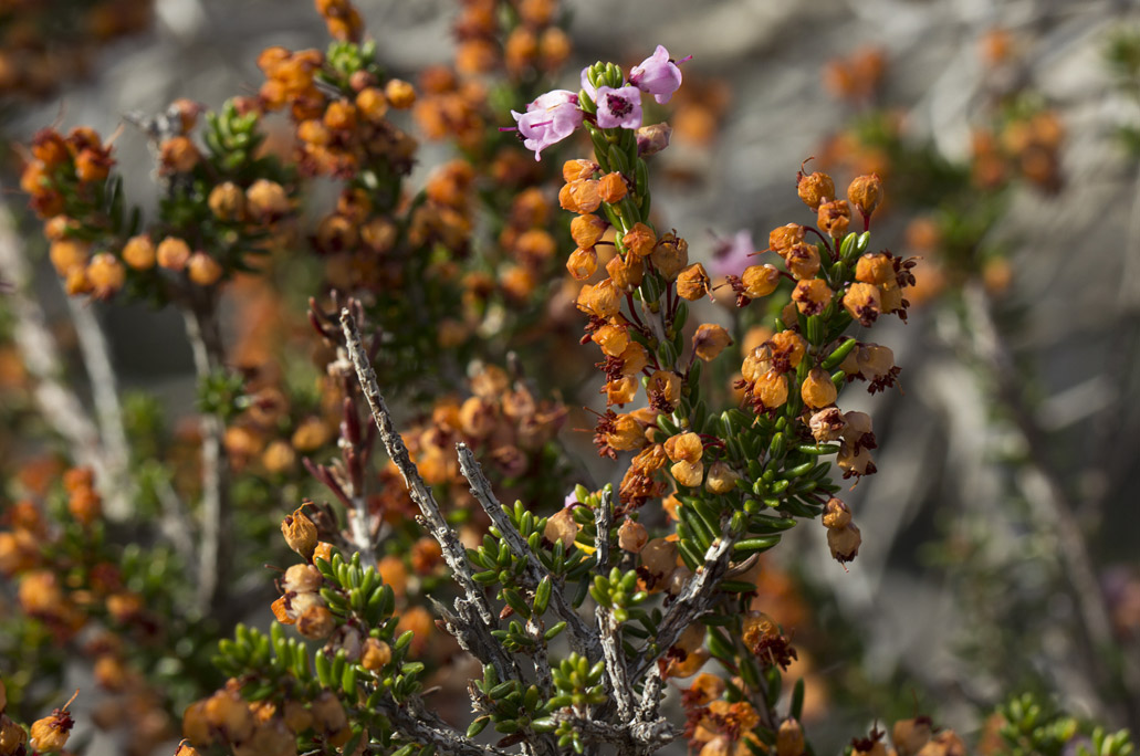 Image of Erica manipuliflora specimen.