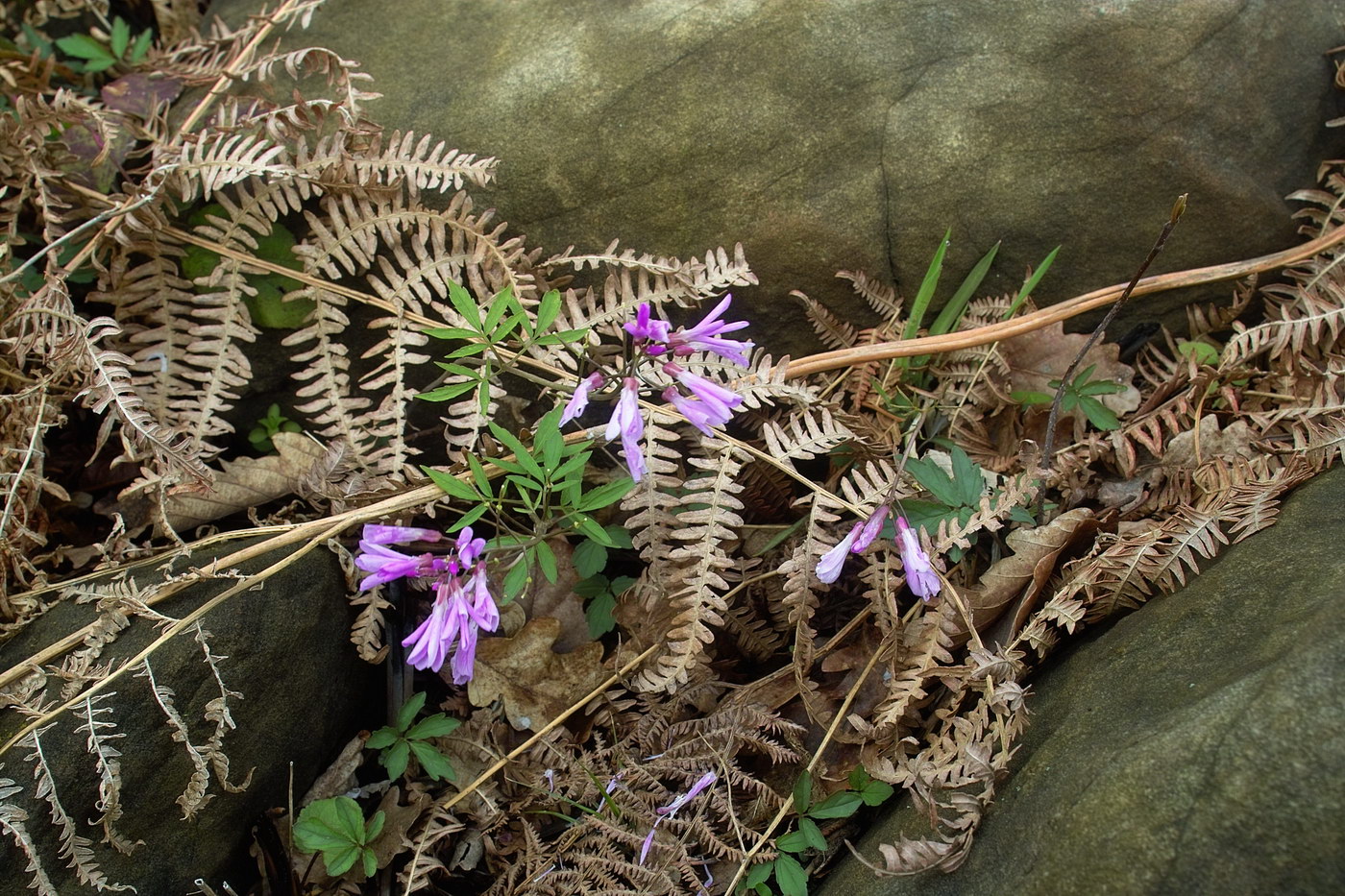 Image of Cardamine quinquefolia specimen.