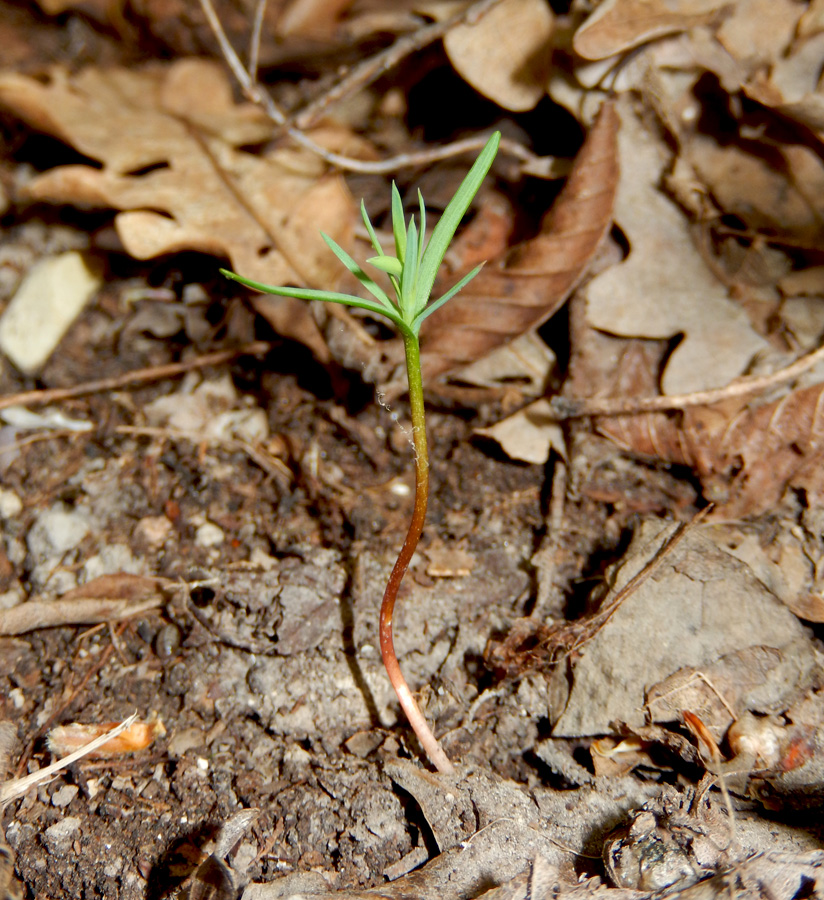 Image of Juniperus deltoides specimen.