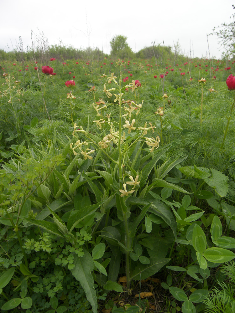 Image of Hesperis tristis specimen.