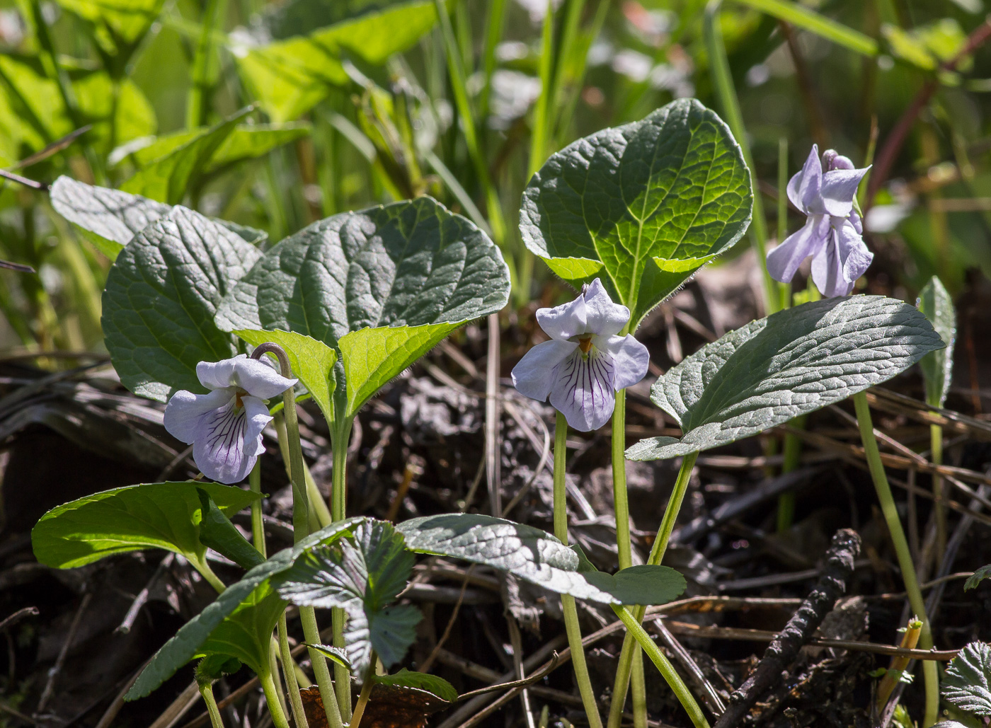 Изображение особи Viola epipsila.