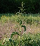 Rumex patientia