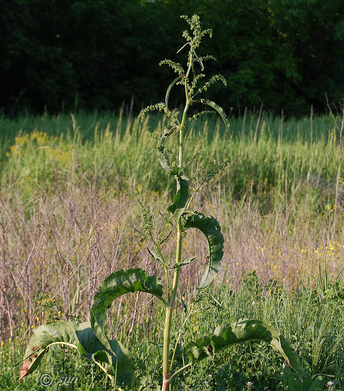 Image of Rumex patientia specimen.