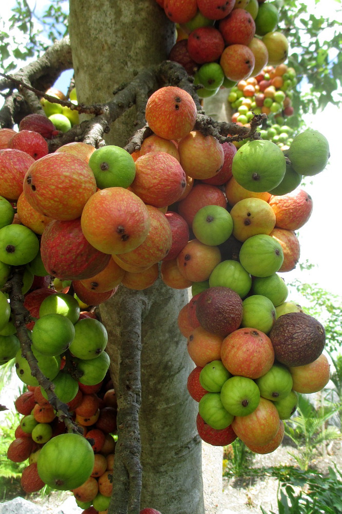 Изображение особи Ficus racemosa.