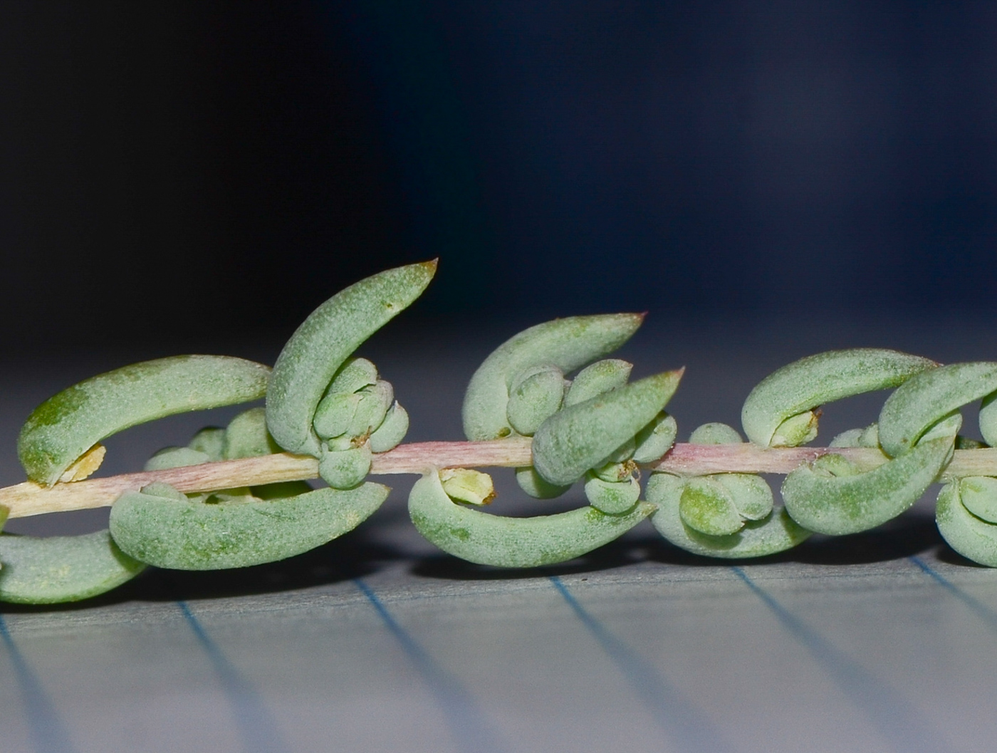 Image of Suaeda palaestina specimen.