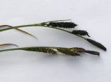Carex transcaucasica