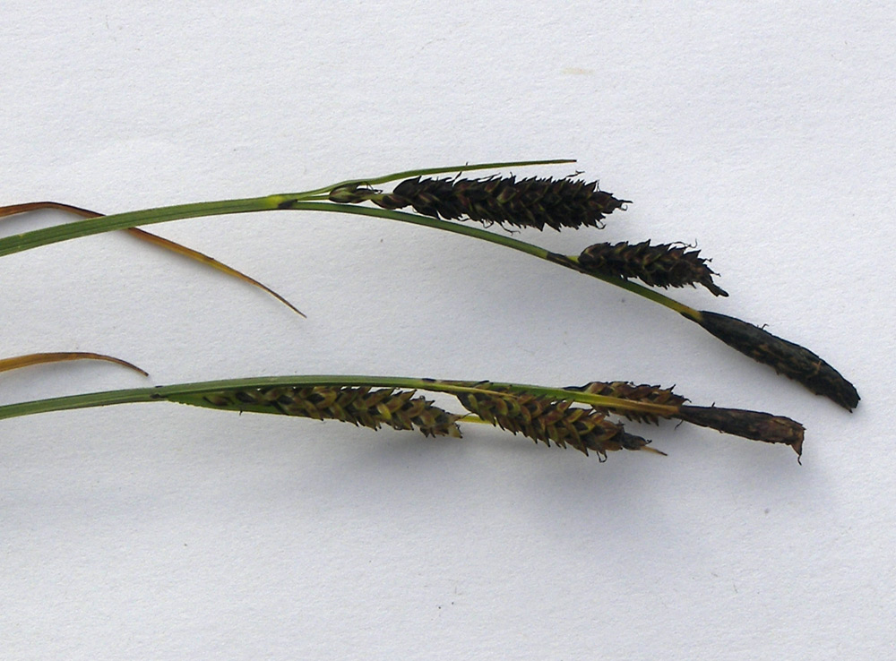 Image of Carex transcaucasica specimen.