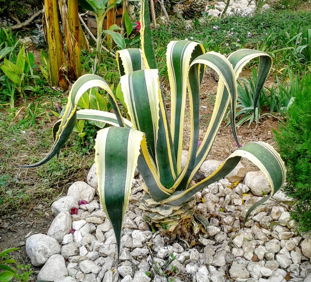 Image of Agave americana var. marginata specimen.