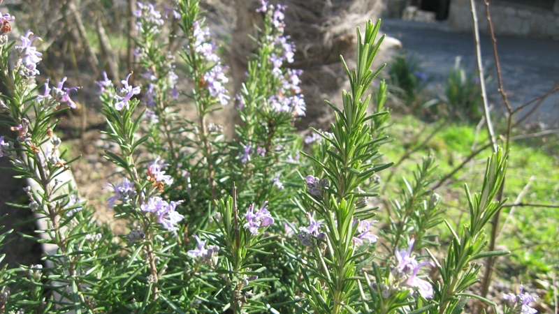 Изображение особи Rosmarinus officinalis.