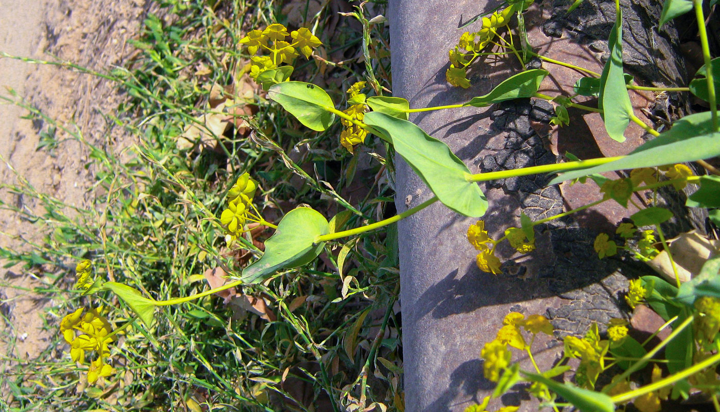 Image of Bupleurum subovatum specimen.