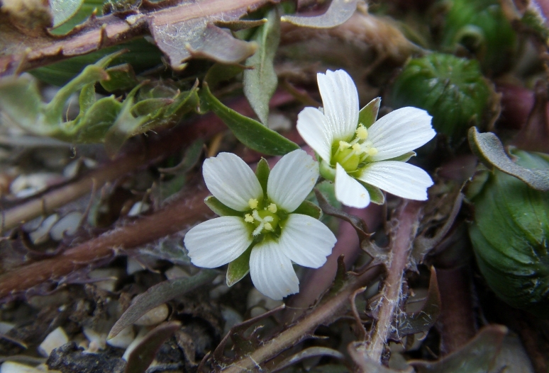 Image of Holosteum umbellatum specimen.