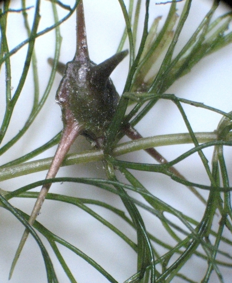 Image of Ceratophyllum oryzetorum specimen.