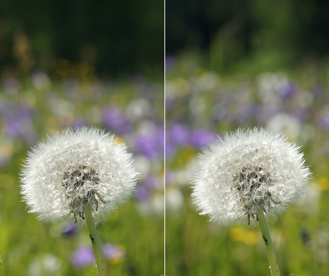 Изображение особи Taraxacum officinale.