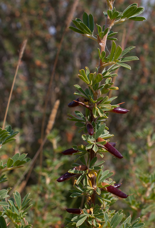 Изображение особи Caragana spinosa.