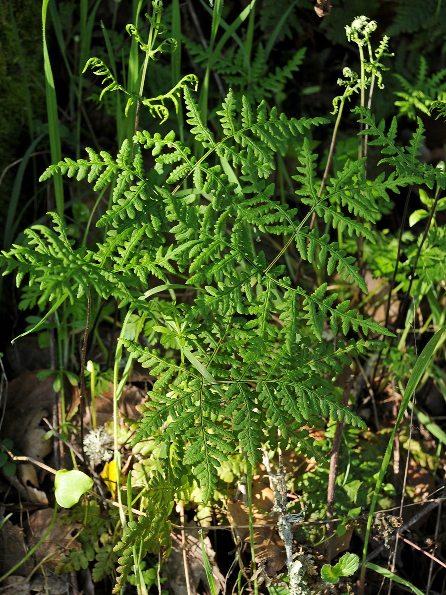 Image of Pentagramma triangularis specimen.