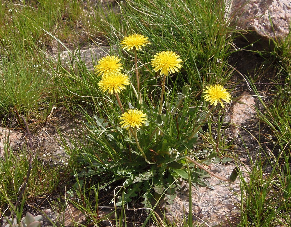 Изображение особи род Taraxacum.