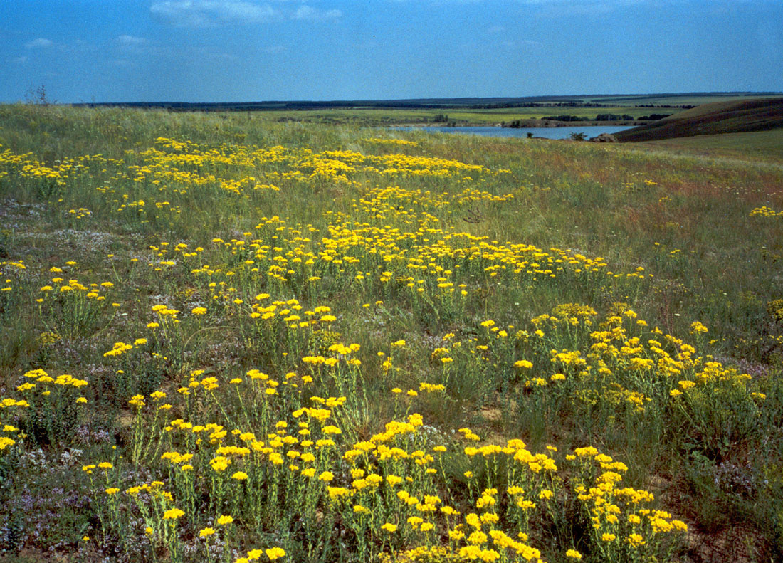 Image of Haplophyllum suaveolens specimen.