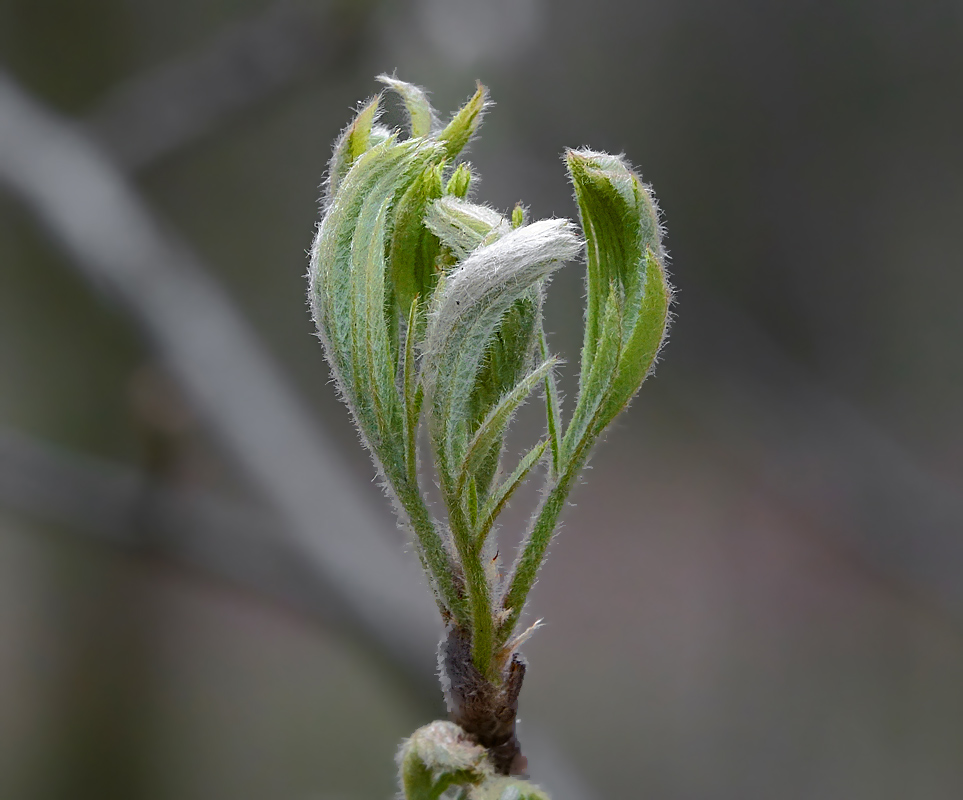 Image of Sorbus aucuparia specimen.