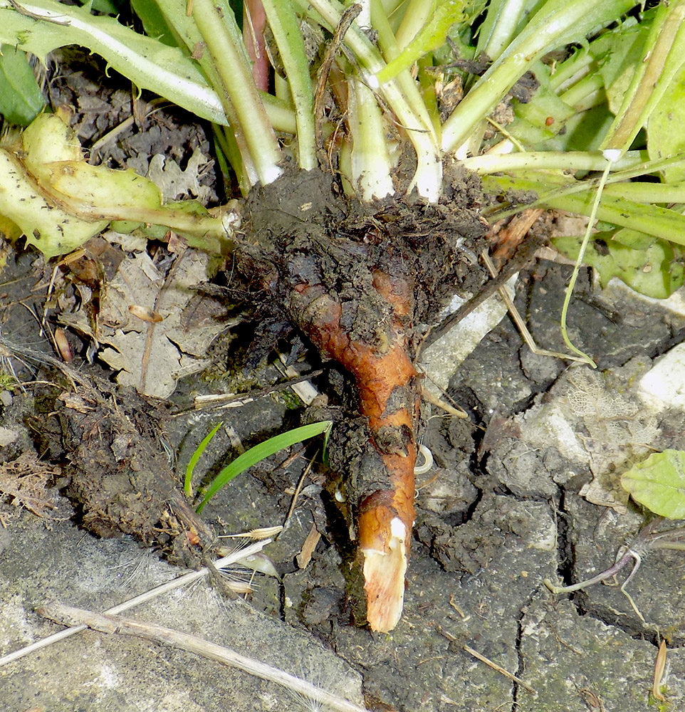 Image of Taraxacum microlobum specimen.