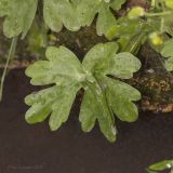 Ranunculus sceleratus. Лист в нижней части растения. Крым, пос. Голубинка, на краю канавы. 19.06.2017.