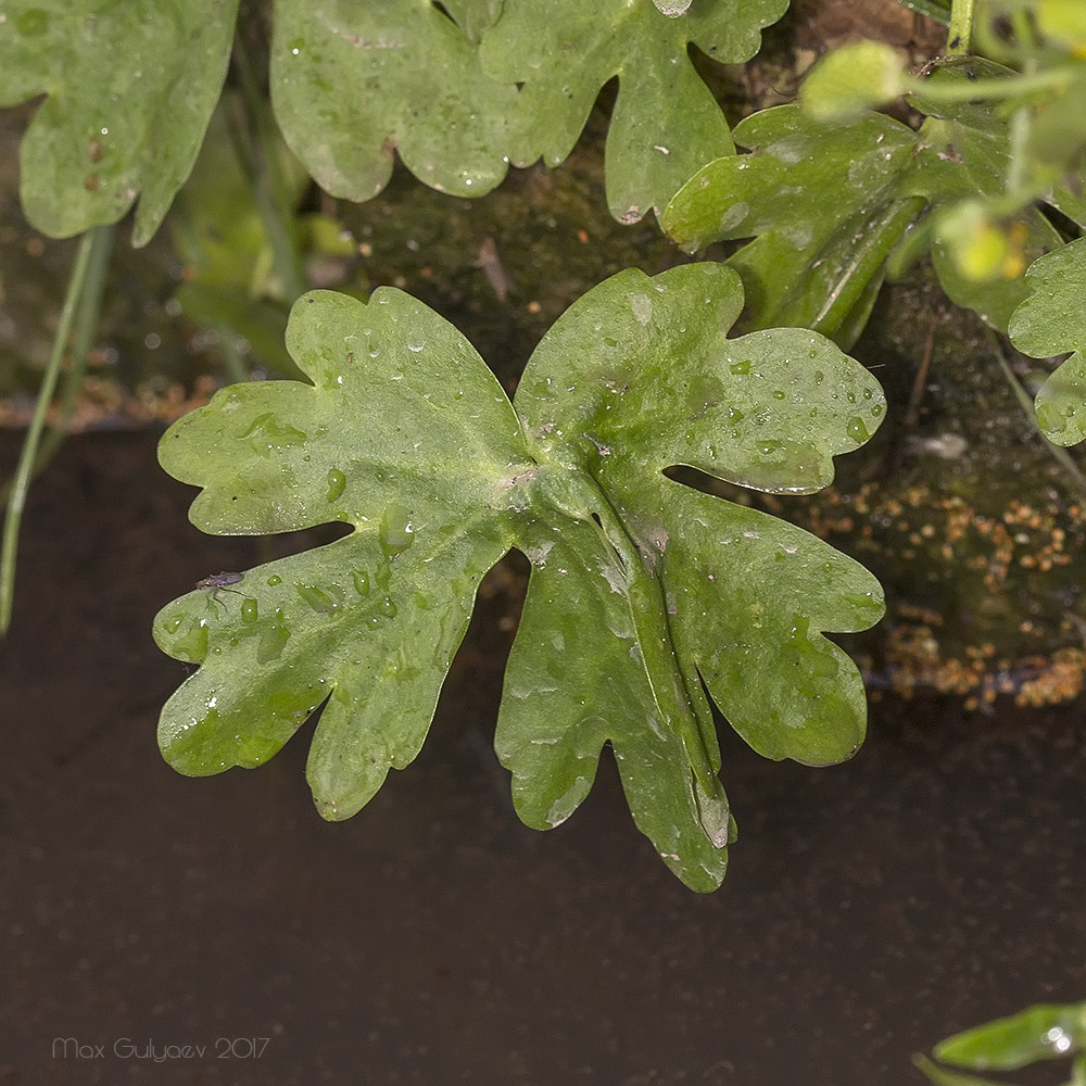 Image of Ranunculus sceleratus specimen.