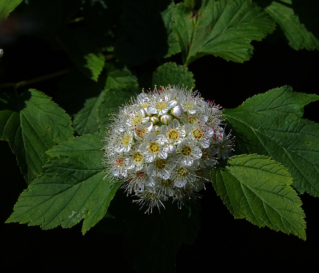 Image of Physocarpus opulifolius specimen.