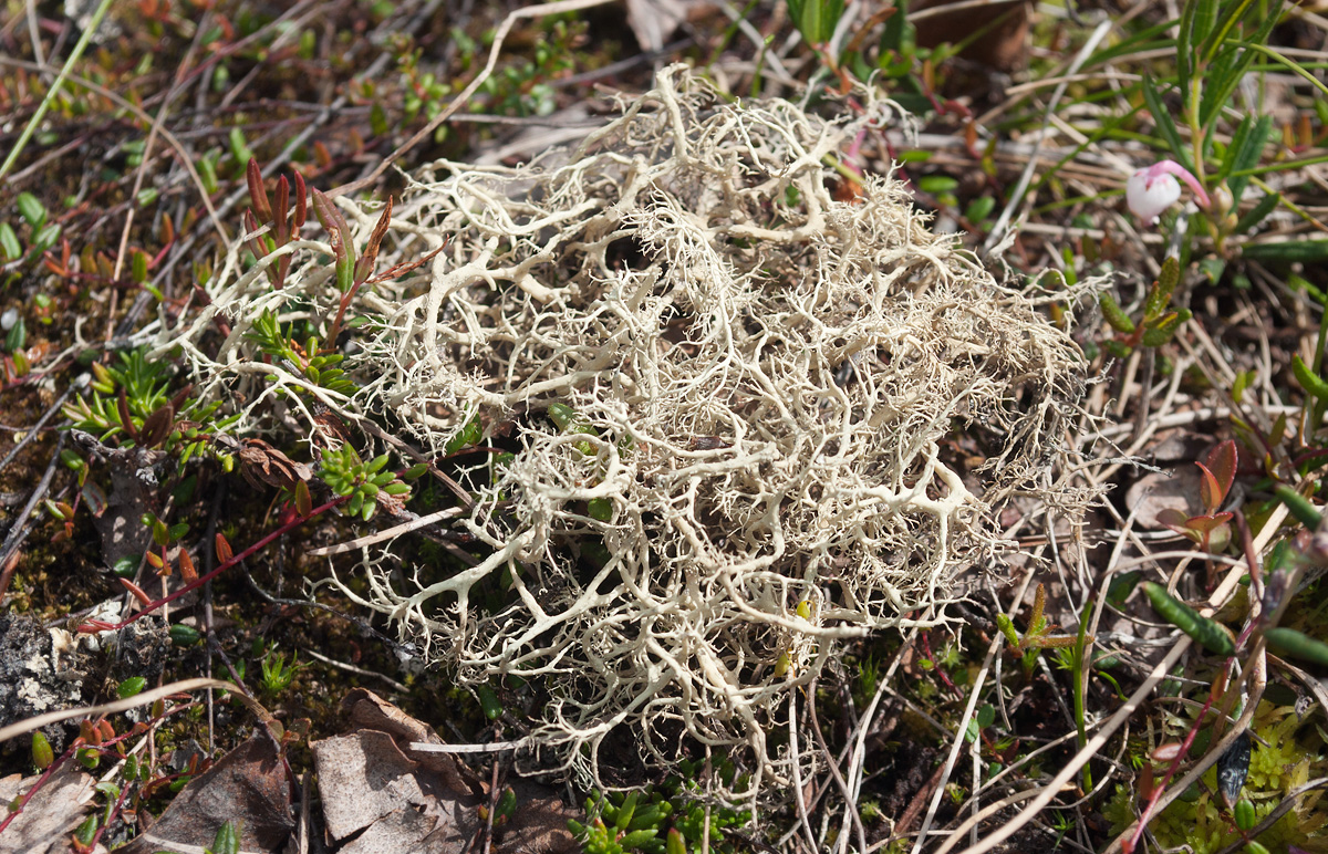 Image of Alectoria ochroleuca specimen.