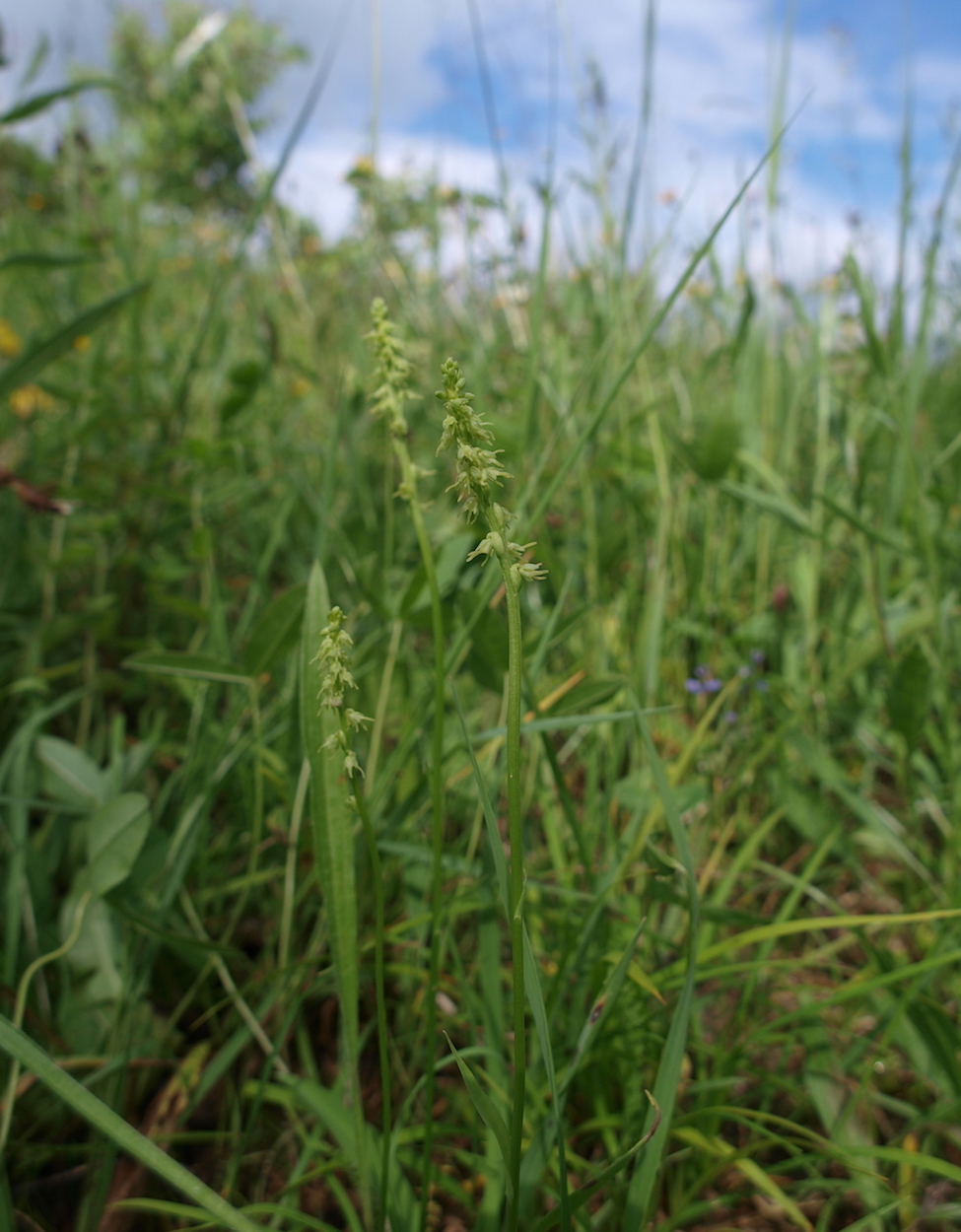 Изображение особи Herminium monorchis.