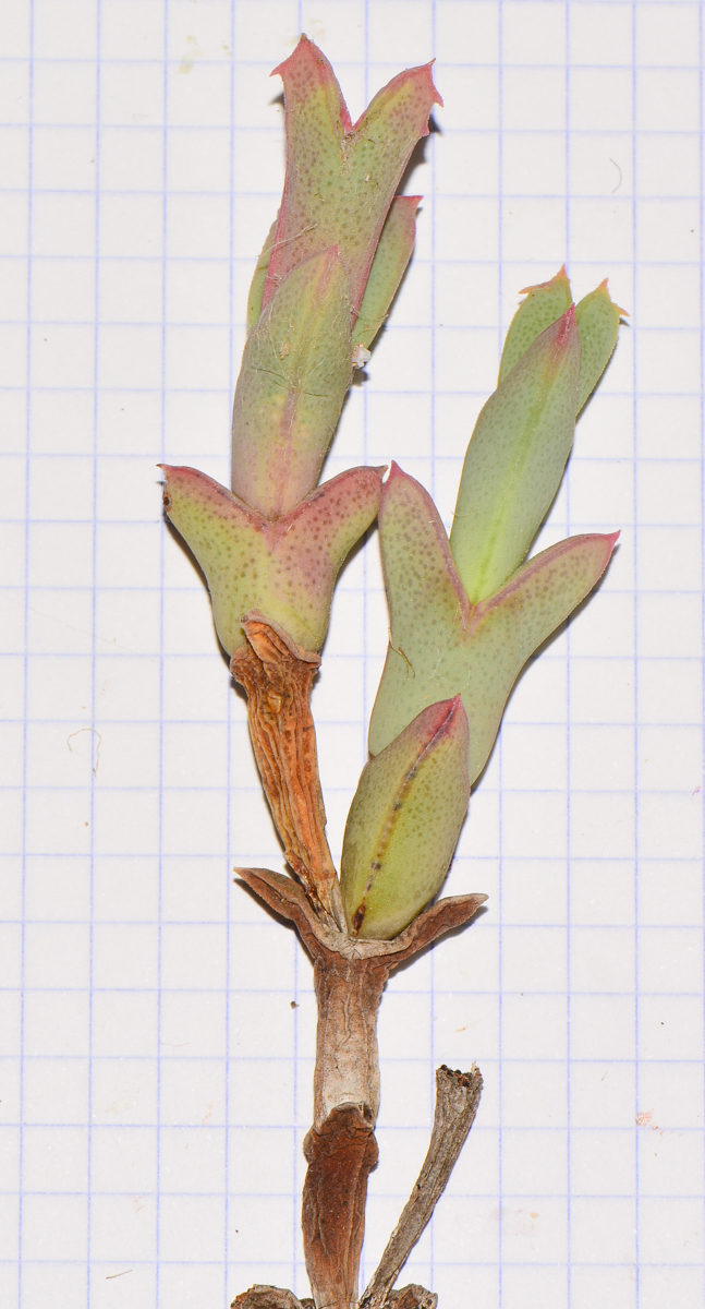 Image of Ruschia perfoliata specimen.