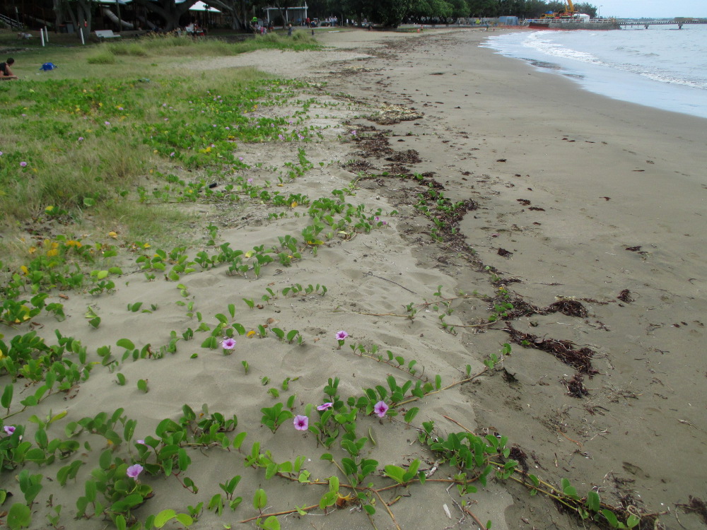 Image of Ipomoea pes-caprae specimen.