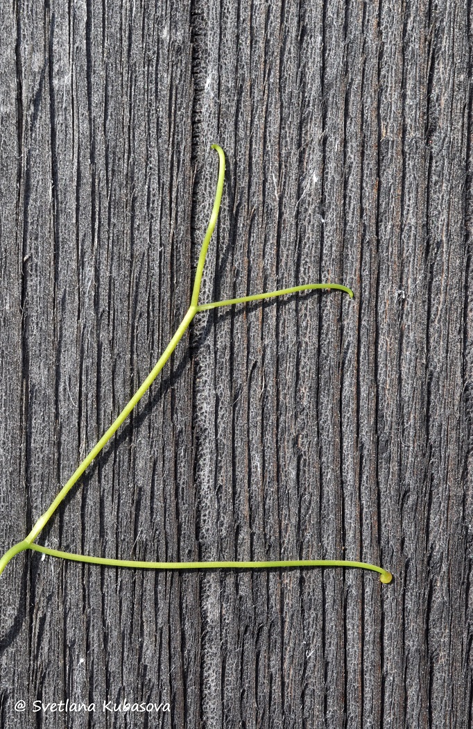 Image of Parthenocissus quinquefolia specimen.