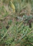 Plantago salsa