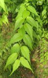 Смотреть изображение Kerria japonica разновидность pleniflora